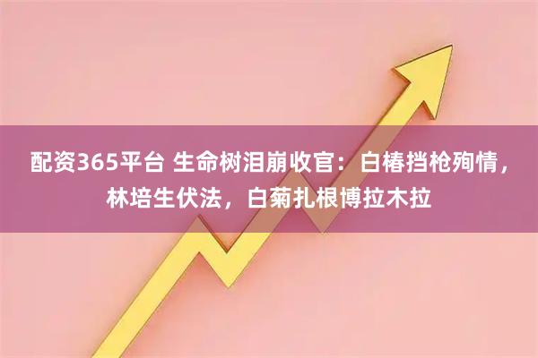 配资365平台 生命树泪崩收官：白椿挡枪殉情，林培生伏法，白菊扎根博拉木拉
